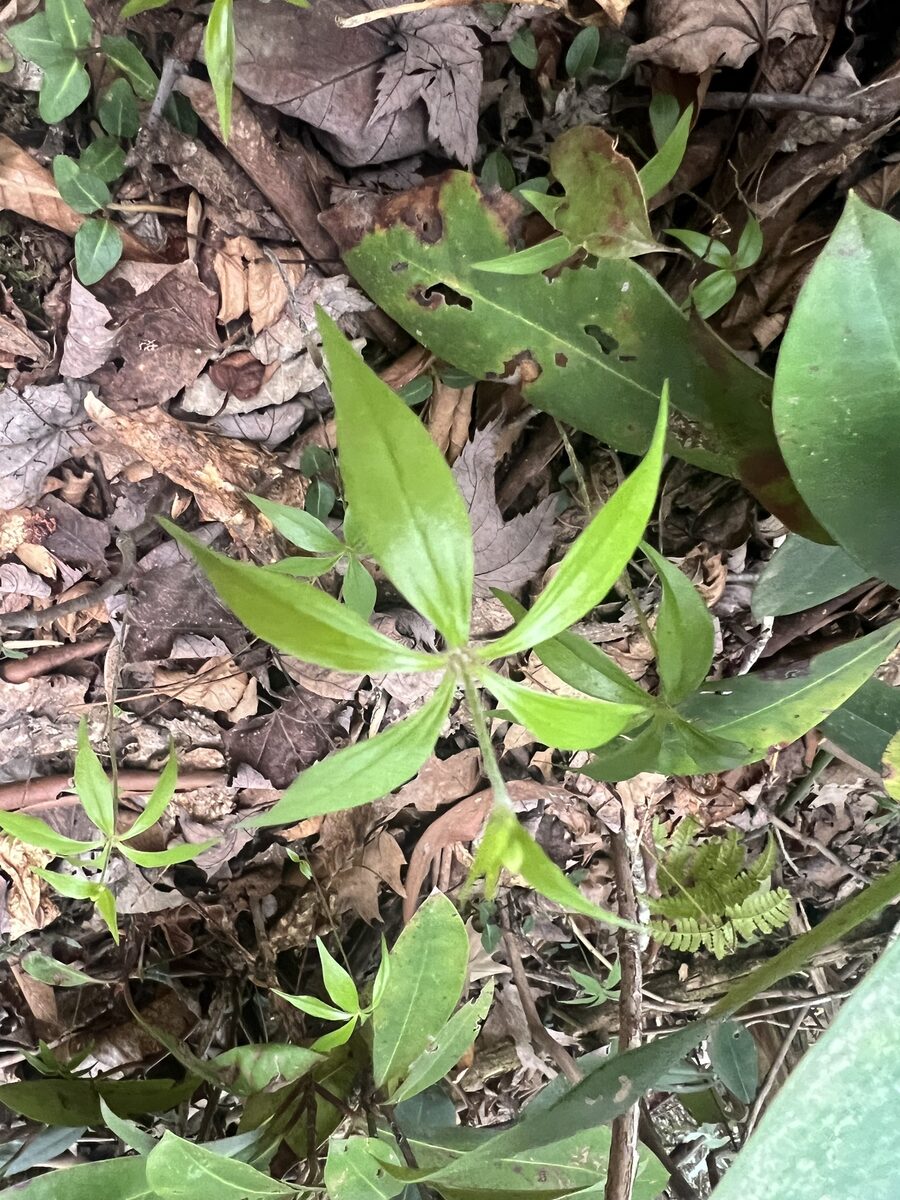 Medeola virginiana - (L.)Merrill. (Indian Cucumber Root) — photo