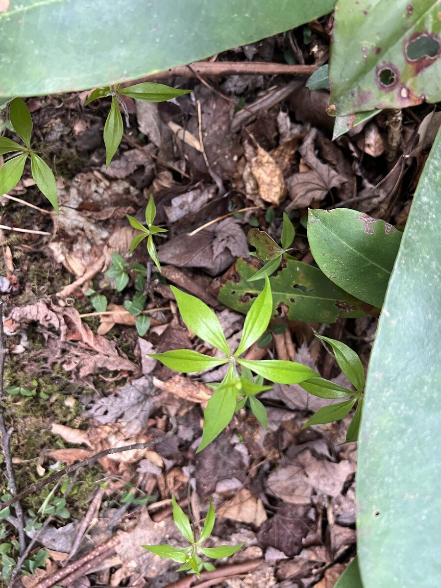 Medeola virginiana - (L.)Merrill. (Indian Cucumber Root) — photo