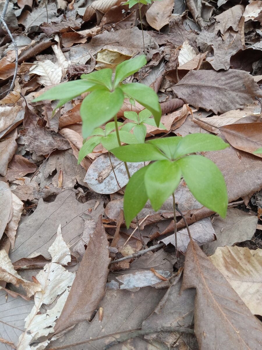 Trilliaceae