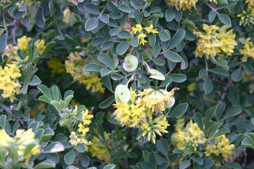 Medicago arborea (Moon Trefoil) — photo