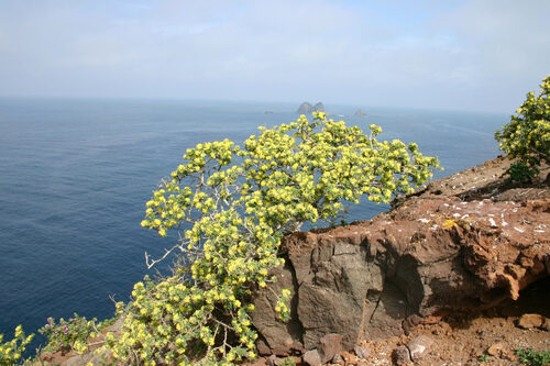Medicago arborea (Moon Trefoil) — photo