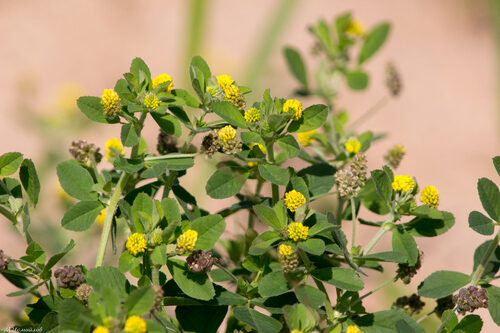 Medicago lupulina (Black Medick) — photo