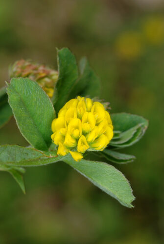 Medicago lupulina