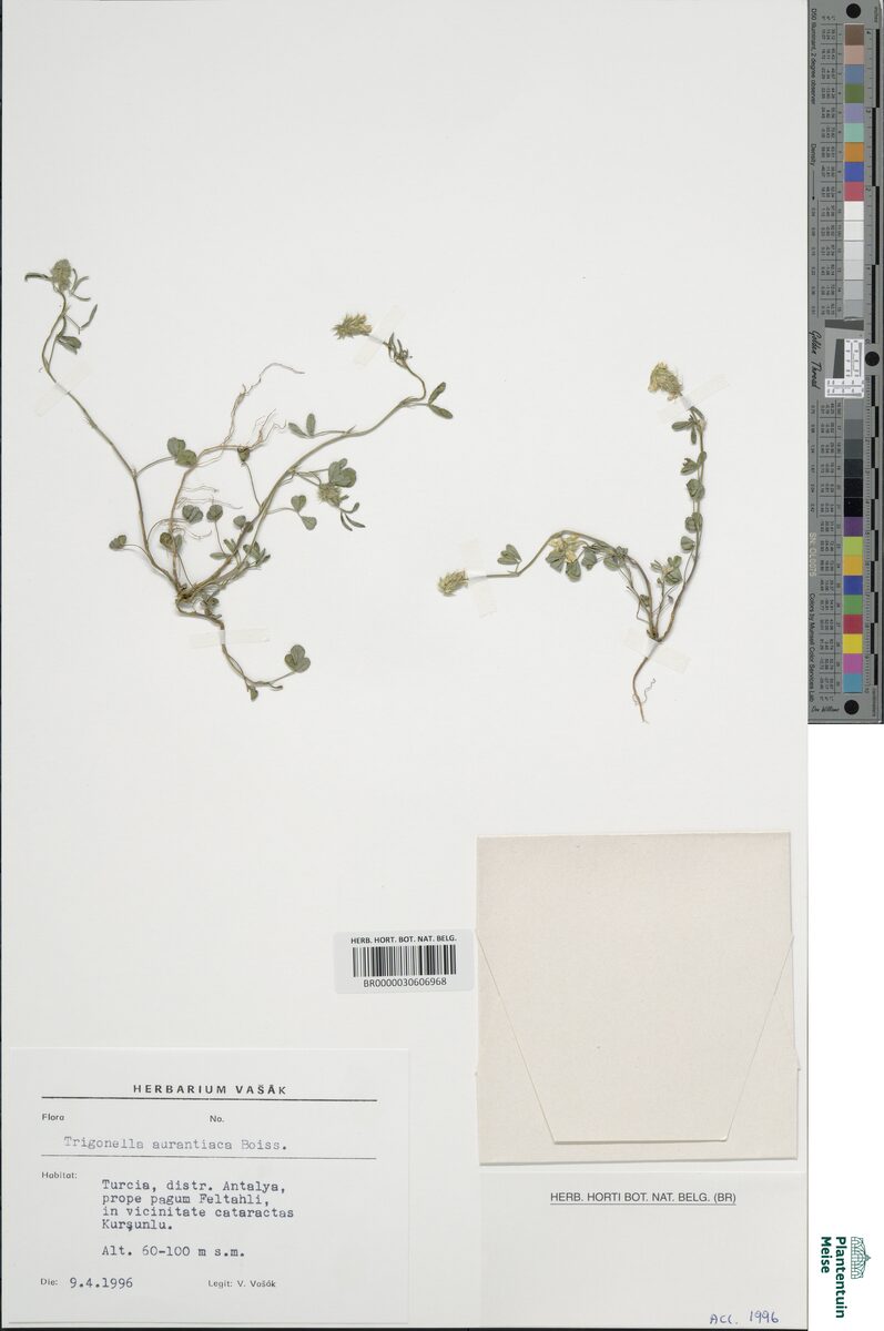 Medicago phrygia — photo