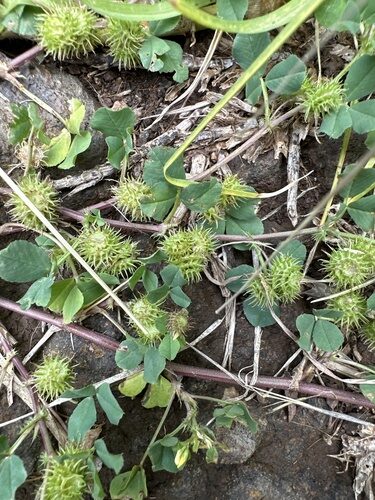 Medicago polymorpha (Toothed Bur-Clover) — photo