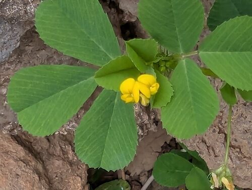 Medicago polymorpha (Toothed Bur-Clover) — photo