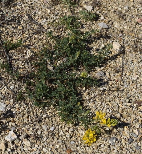 Medicago sativa (Alfalfa) — photo