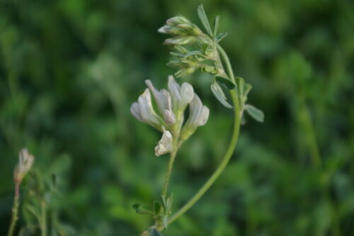 Medicago sativa (Alfalfa) — photo