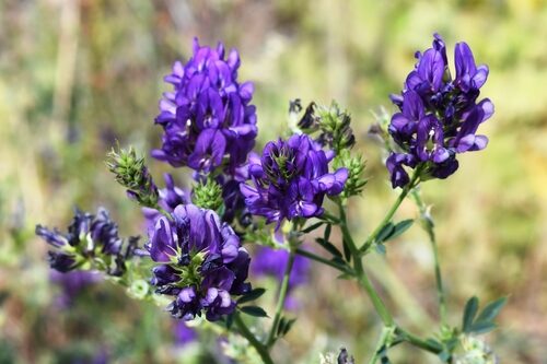 Medicago sativa