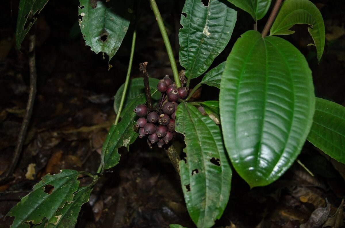 Medinilla mirabilis — photo