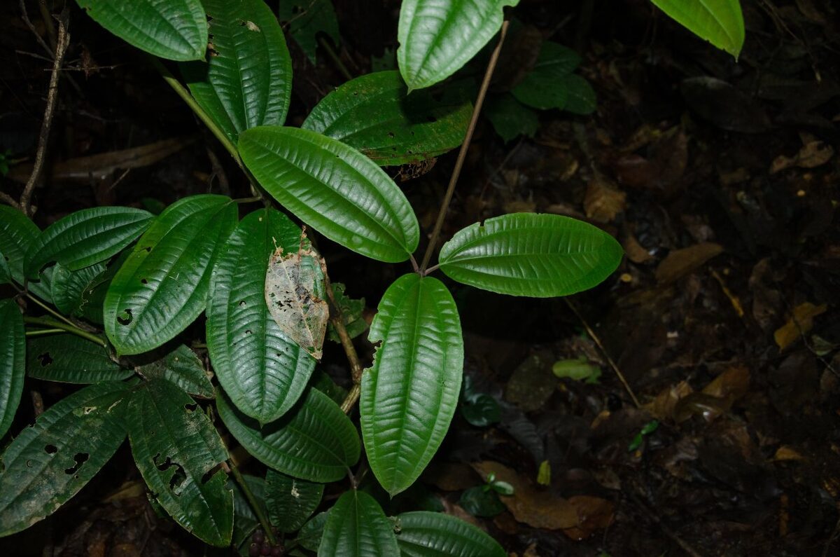Medinilla mirabilis — photo
