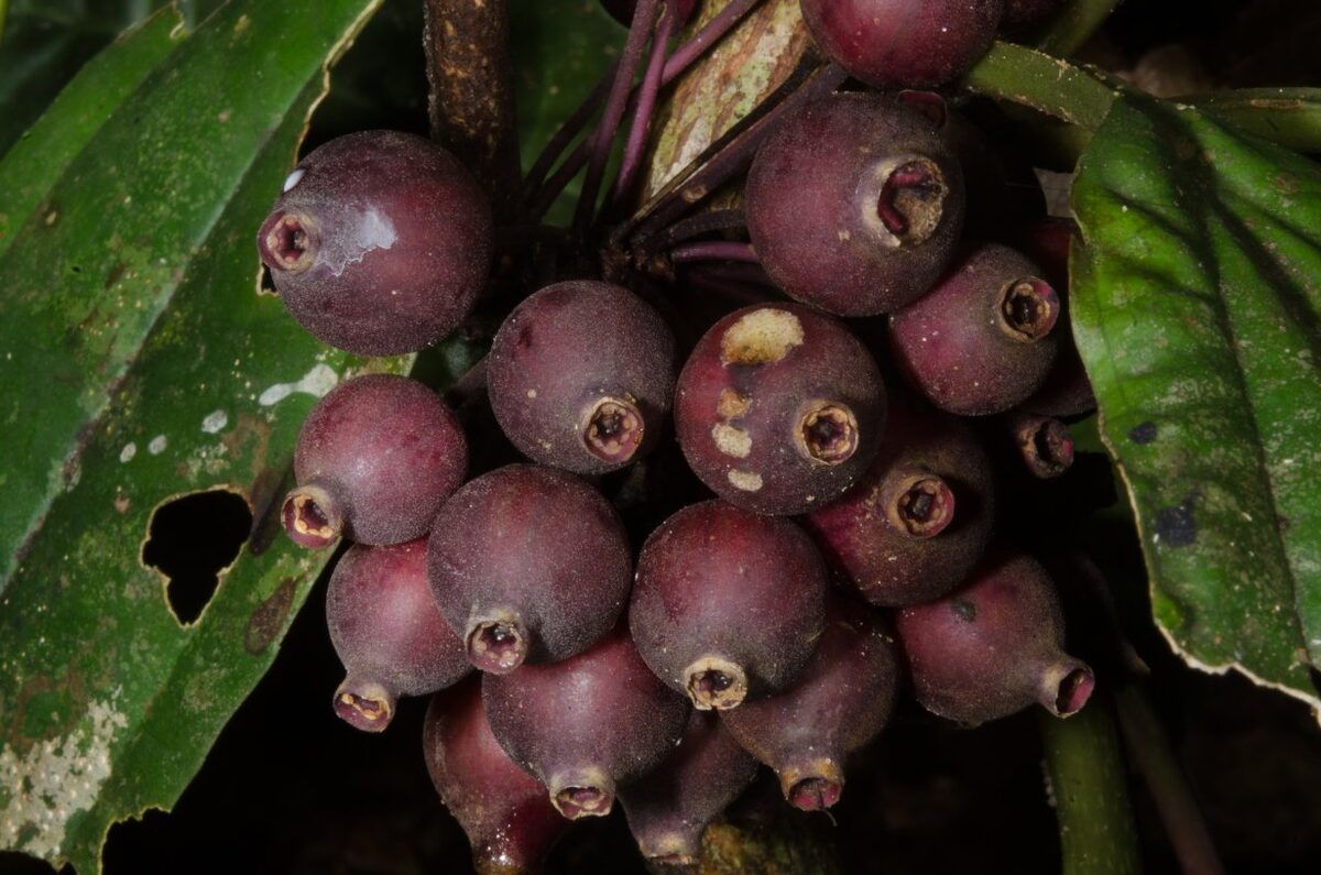 Medinilla mirabilis