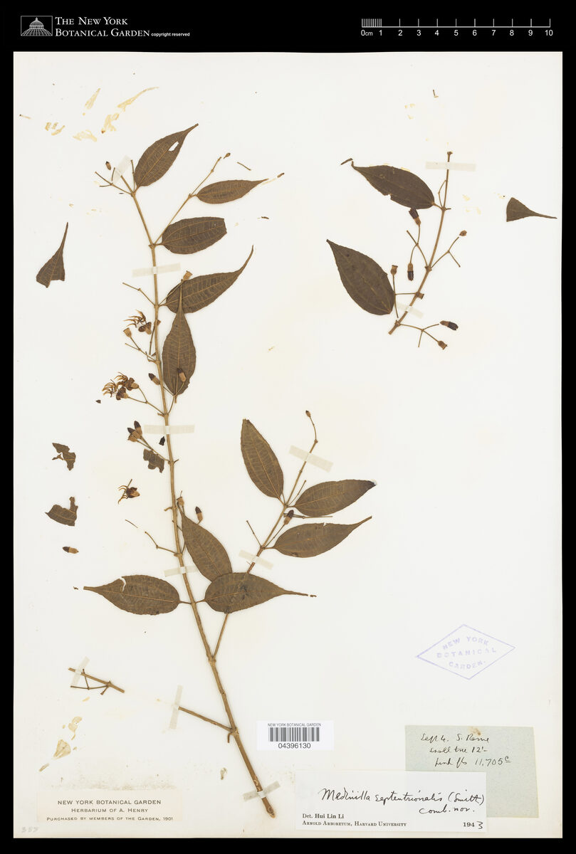 Medinilla septentrionalis — photo