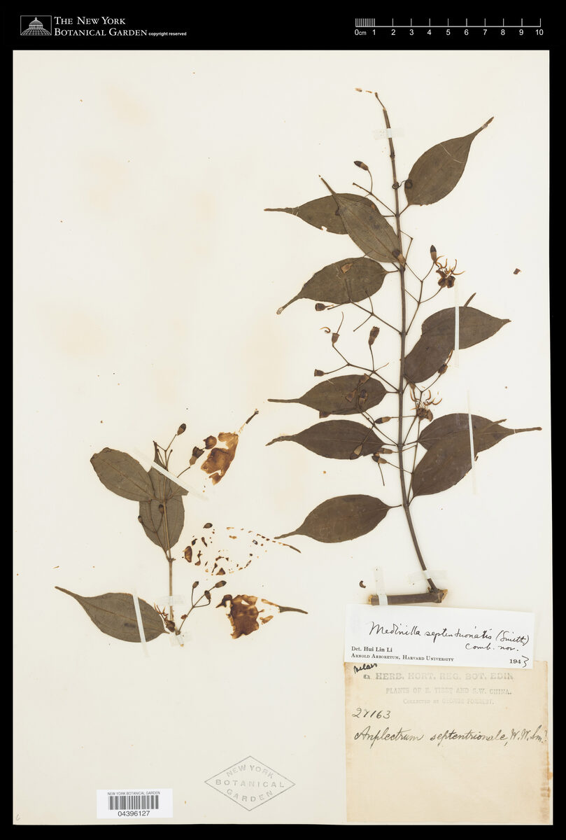 Medinilla septentrionalis — photo