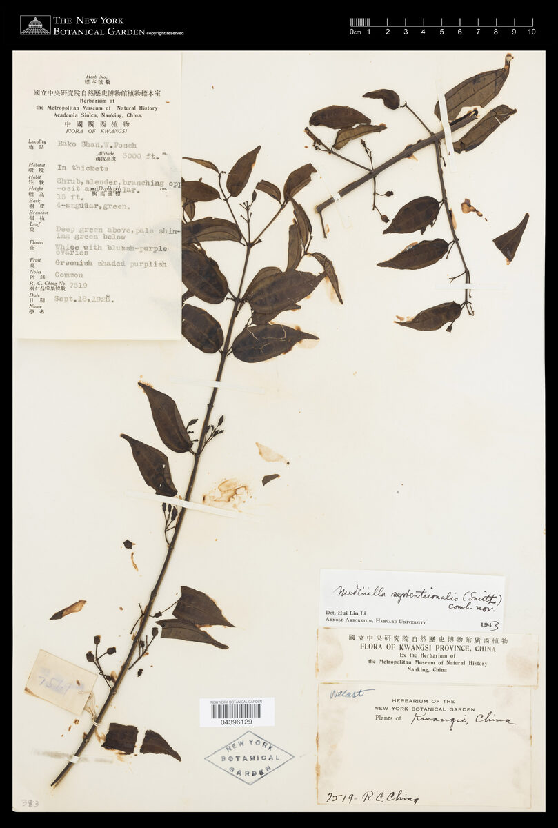 Medinilla septentrionalis