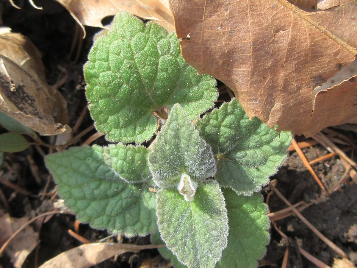 Meehania urticifolia - (Miq.)Makino. — photo