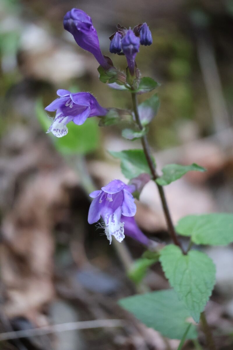 Meehania urticifolia - (Miq.)Makino. — photo