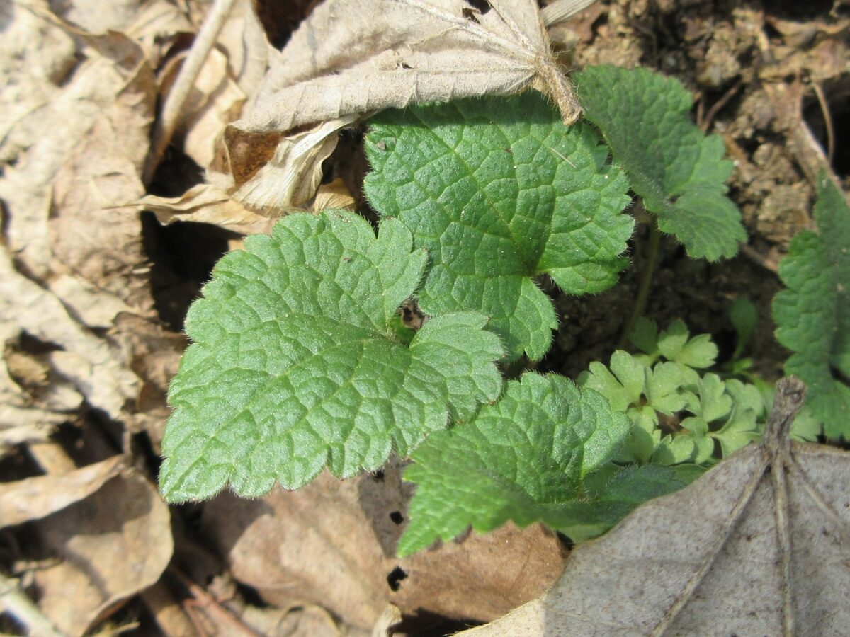 Meehania urticifolia - (Miq.)Makino.