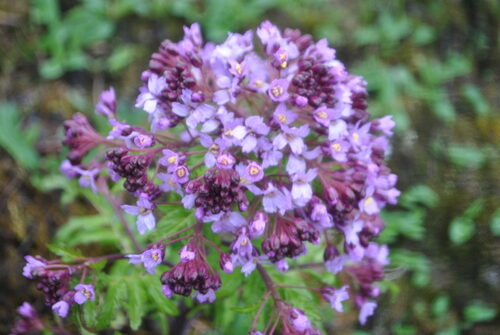 Megacarpaea delavayi