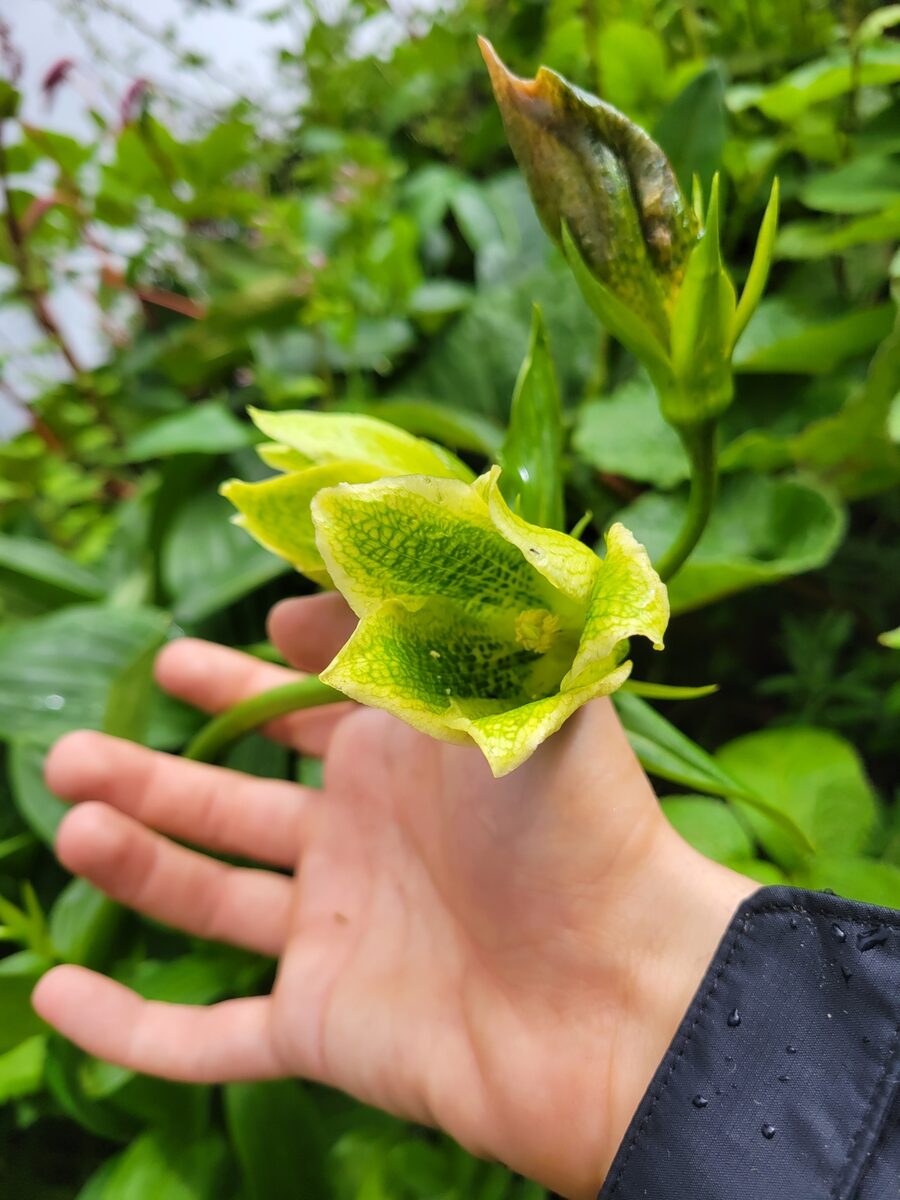 Megacodon stylophorus - (C.B.Clarke.)H.Sm. — photo