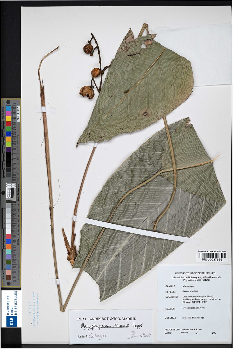 Megaphrynium distans — photo