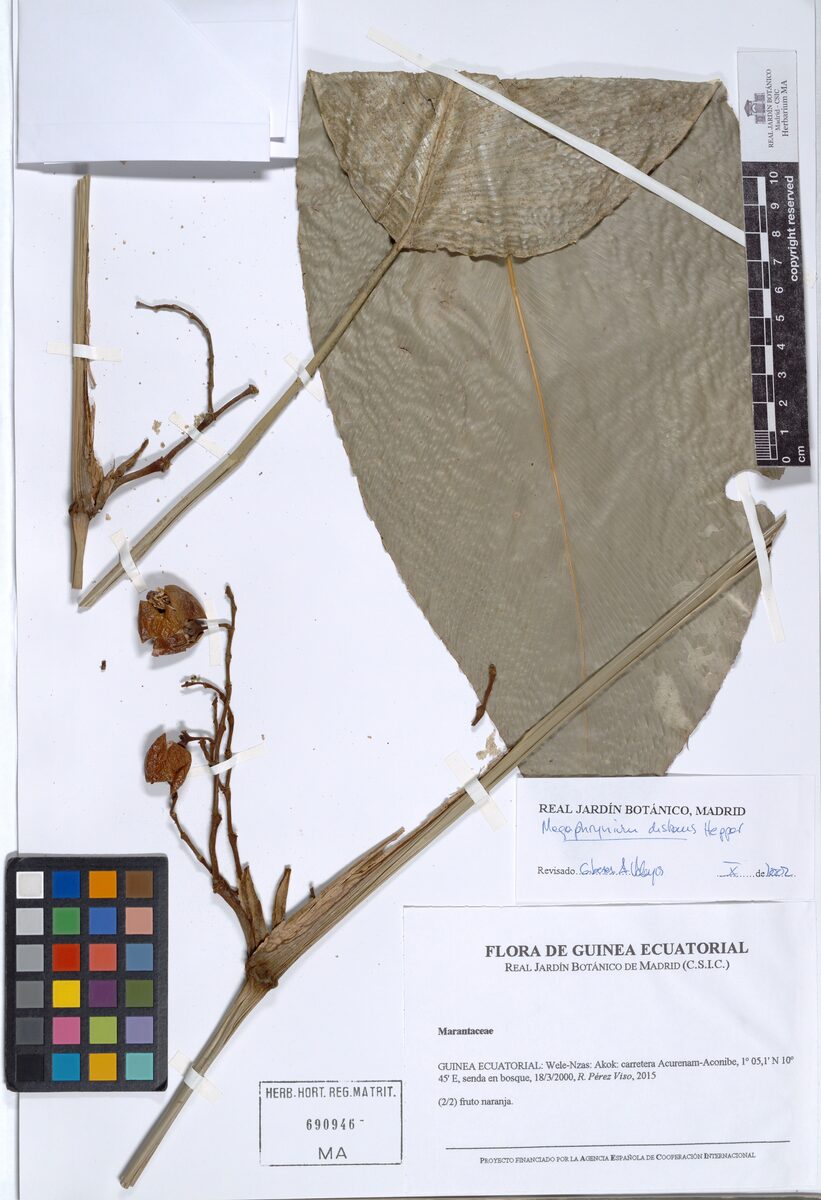 Megaphrynium distans — photo