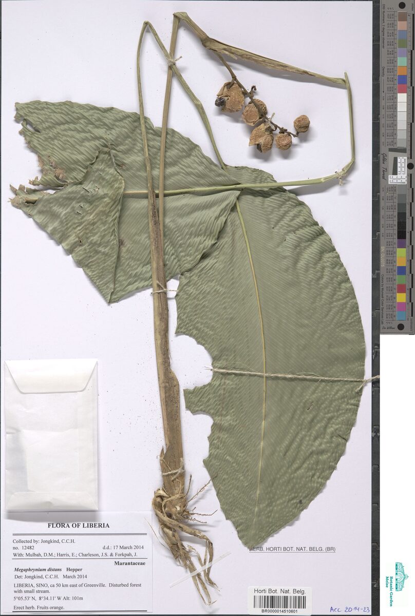 Megaphrynium distans