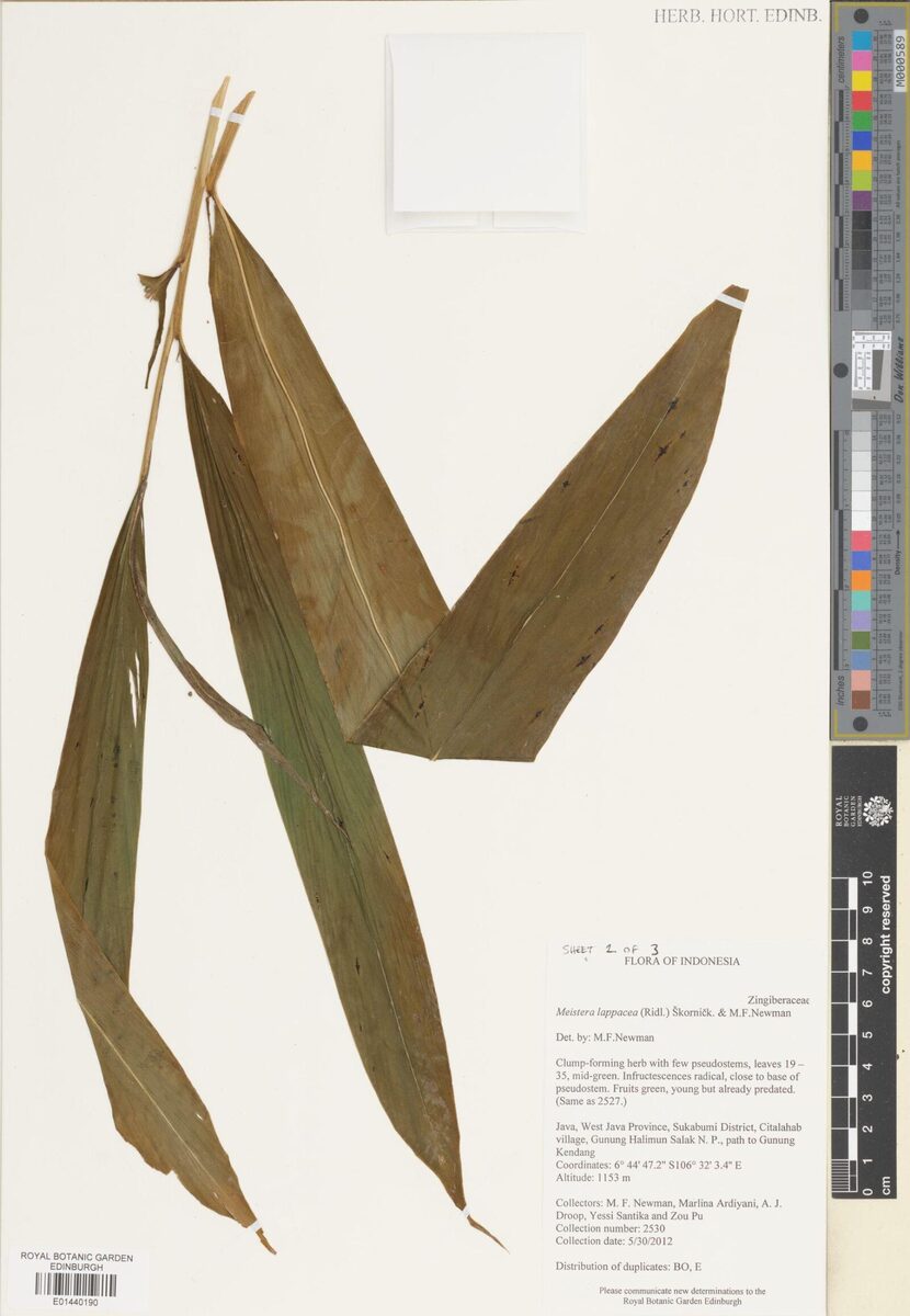 Meistera lappacea (Malay cardamom) — photo