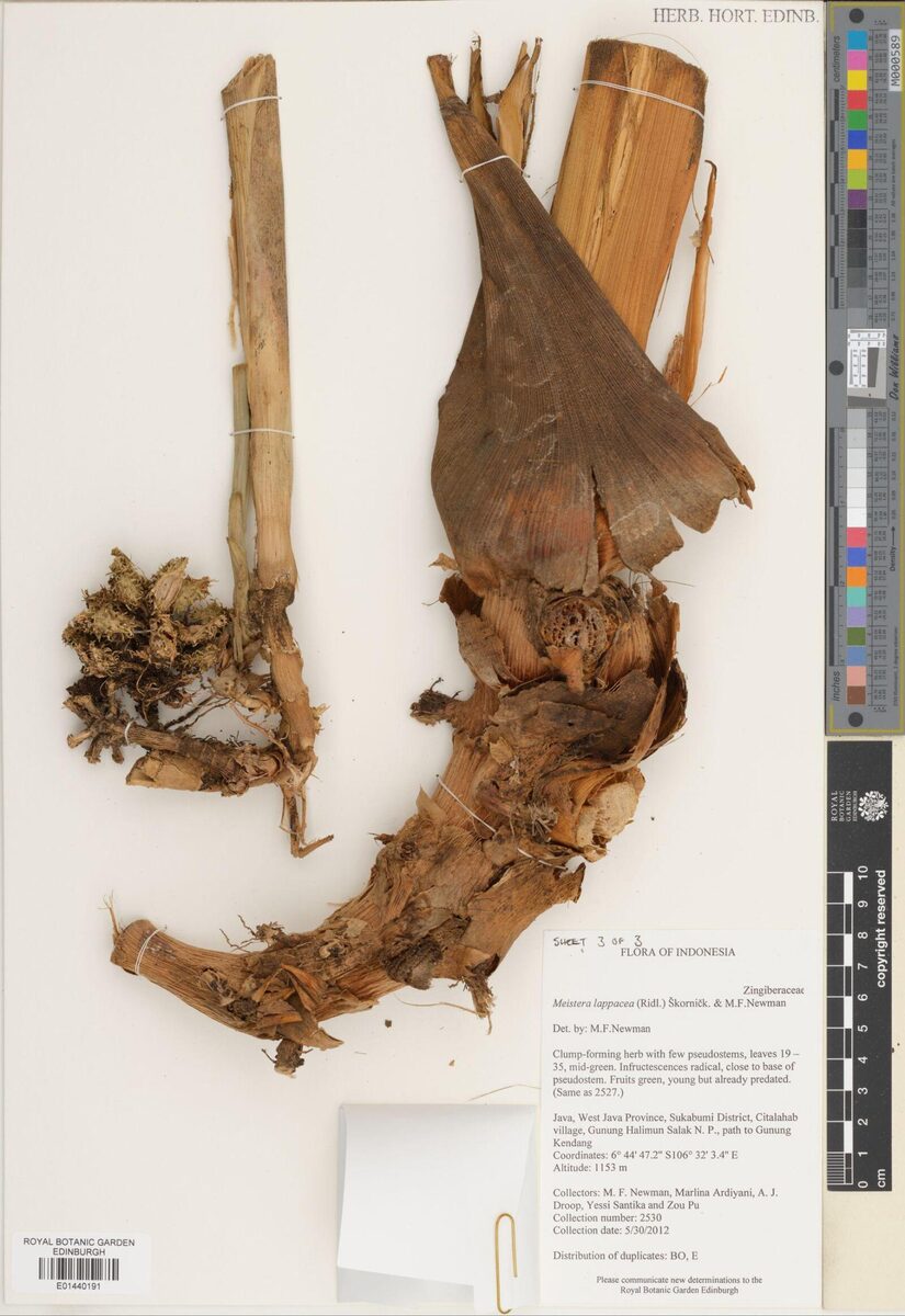 Meistera lappacea (Malay cardamom) — photo