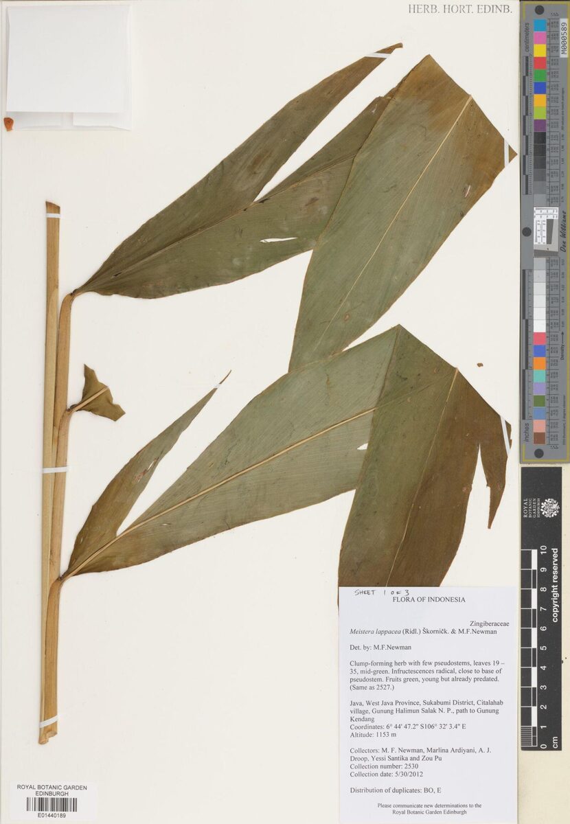 Meistera lappacea