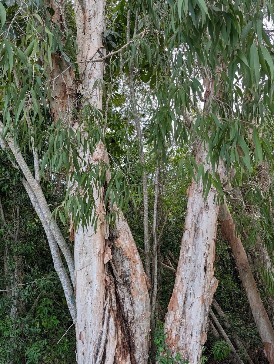 Melaleuca leucadendra - (L.) L. (Paperbark) — photo