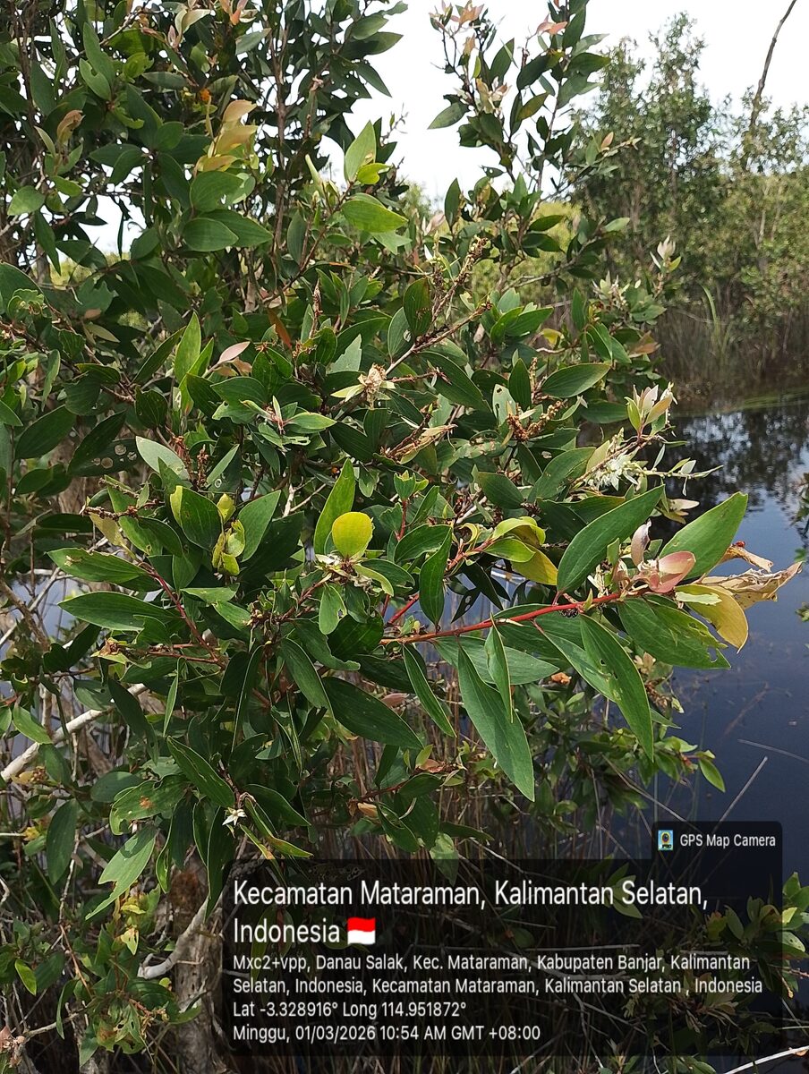 Melaleuca leucadendra - (L.) L. (Paperbark) — photo