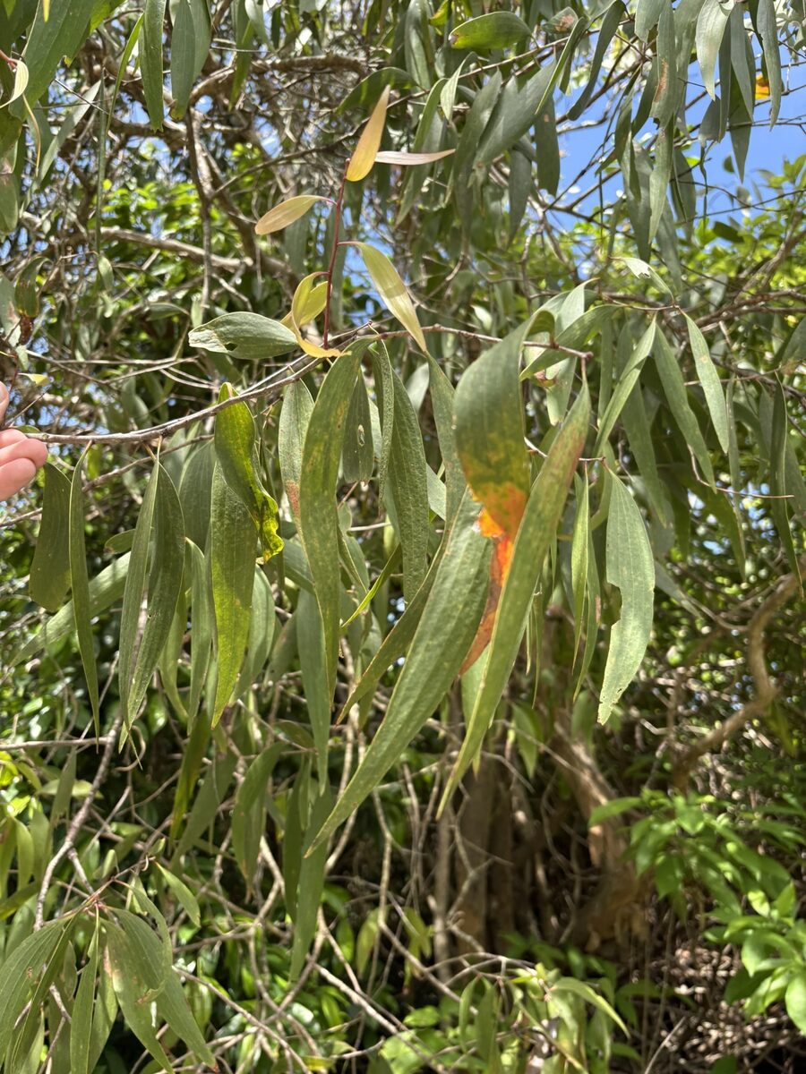 Melaleuca leucadendra - (L.) L.