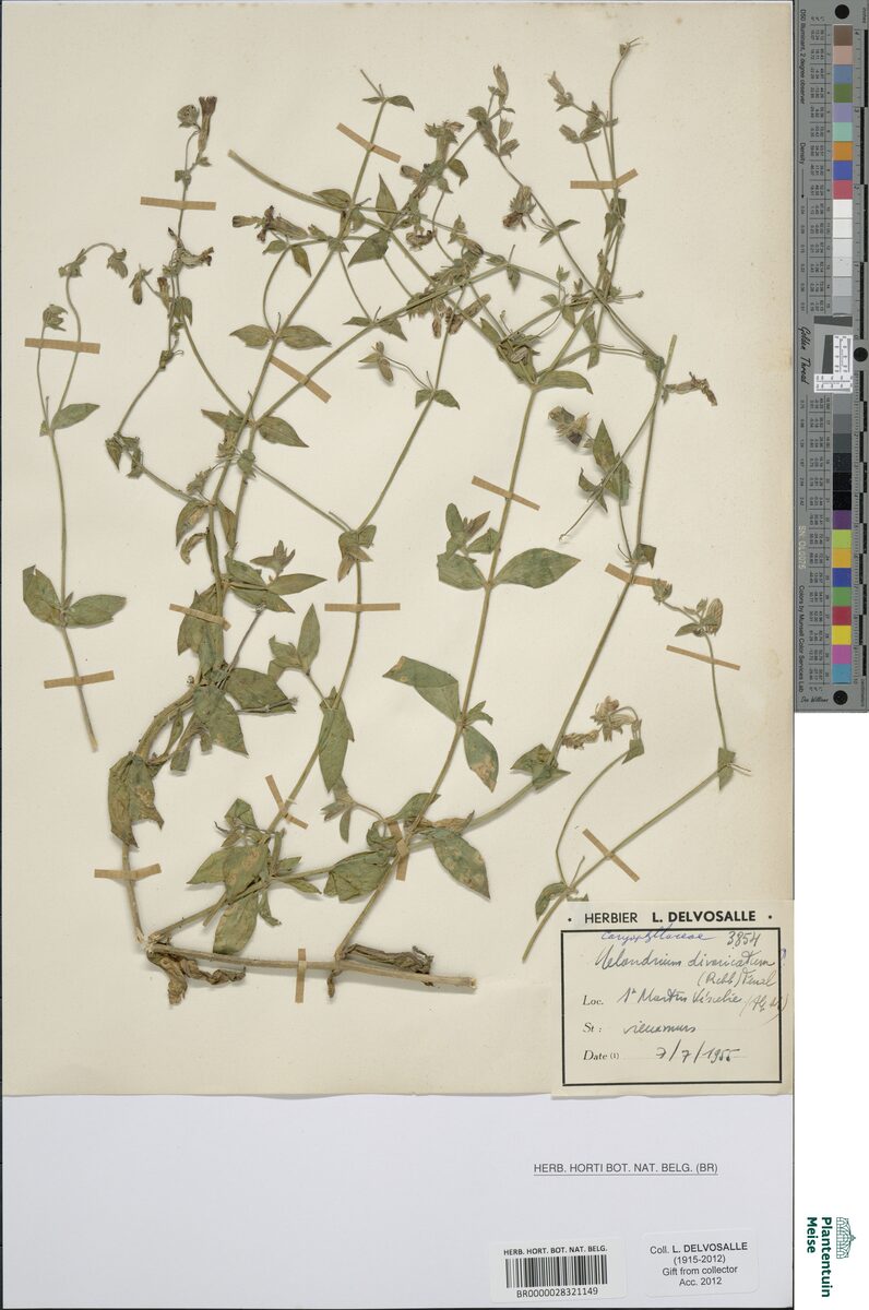 Melandrium divaricatum — photo