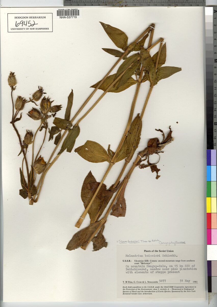 Melandrium divaricatum