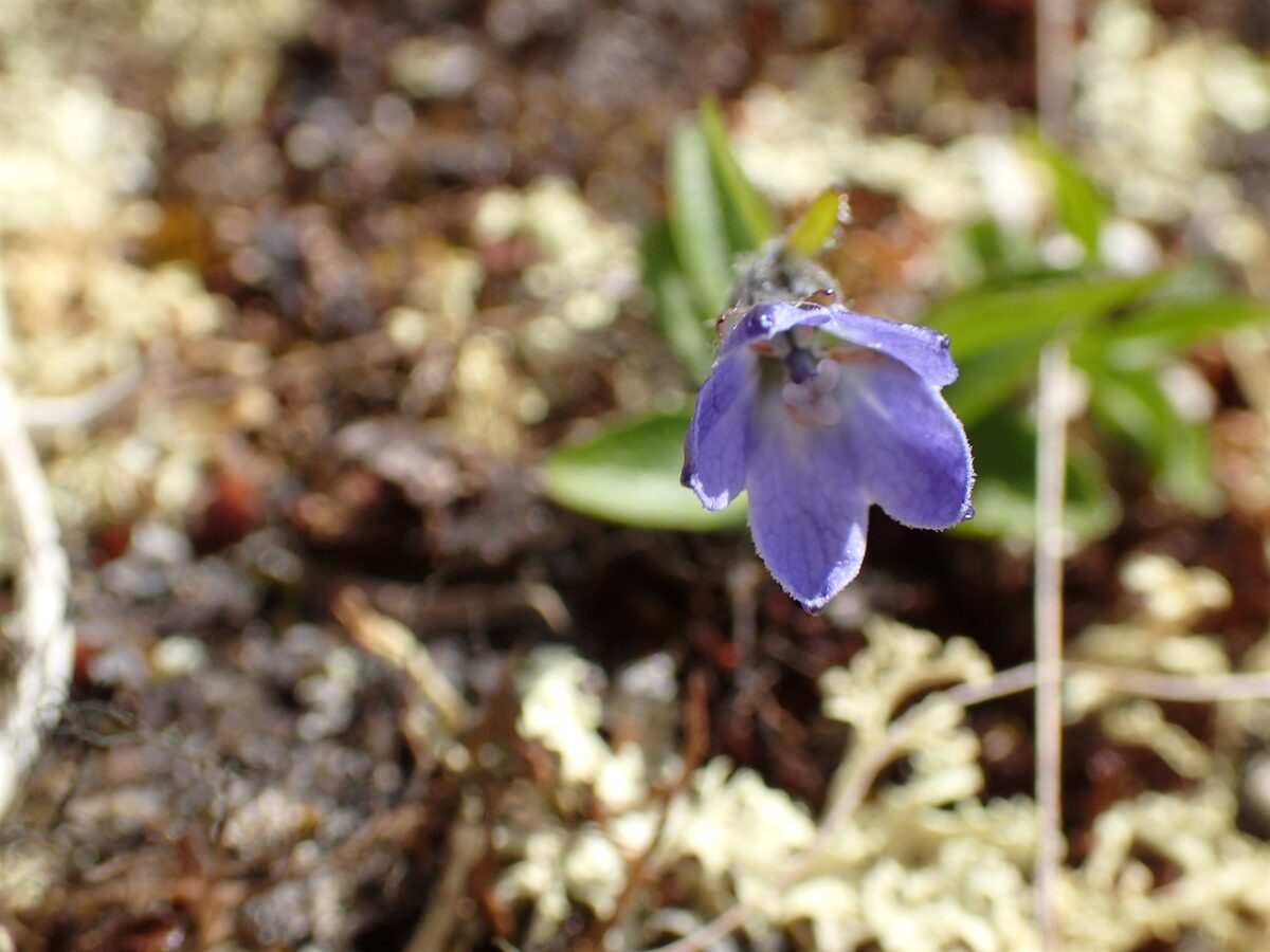 Melanocalyx uniflora - (L.) Morin (Arctic Bellflower) — photo