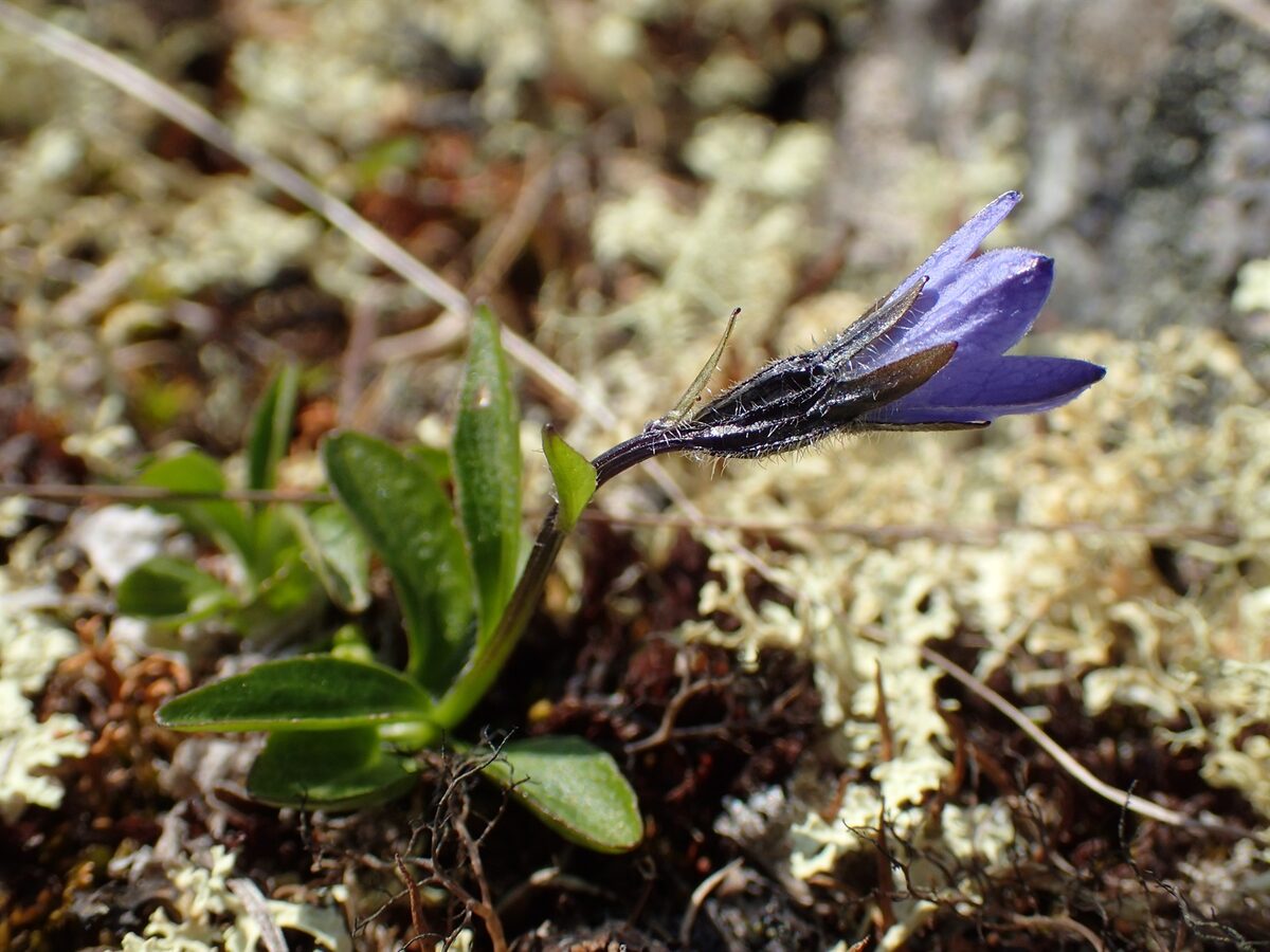 Melanocalyx uniflora - (L.) Morin (Arctic Bellflower) — photo