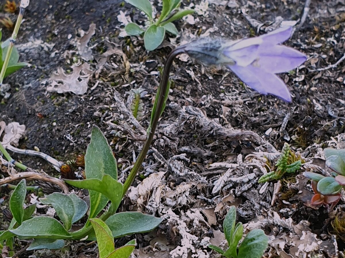 Melanocalyx uniflora - (L.) Morin