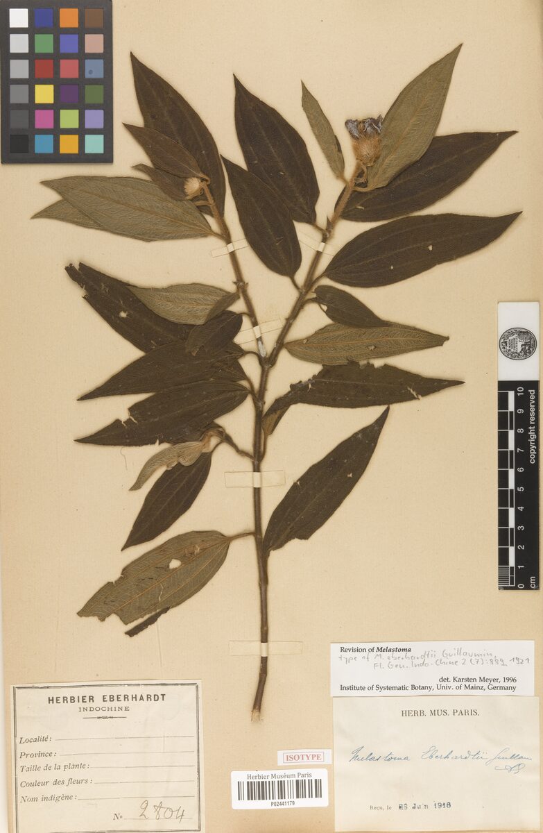 Melastoma eberhardtii — photo