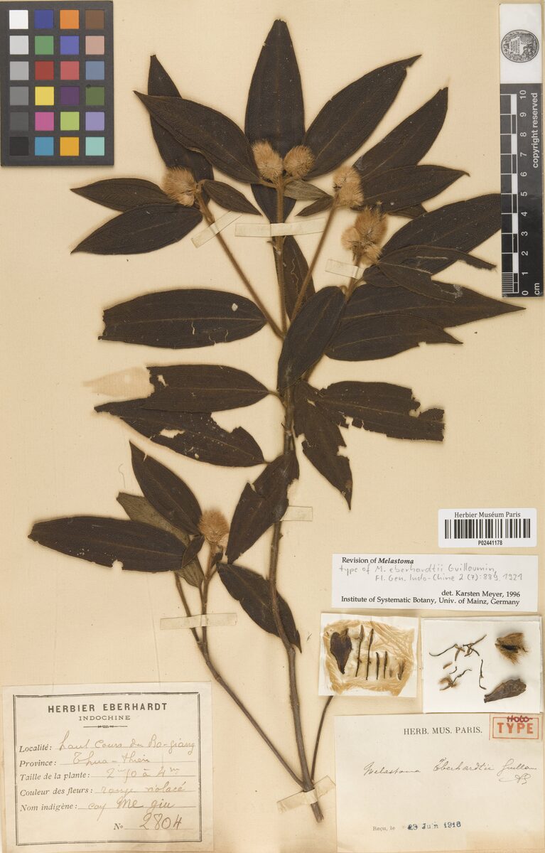 Melastoma eberhardtii — photo