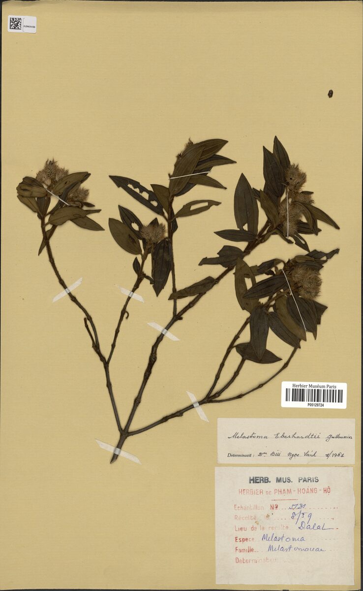 Melastoma eberhardtii