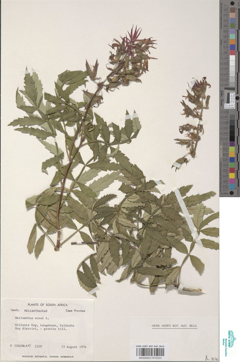 Melianthus minor (Honey Flower) — photo