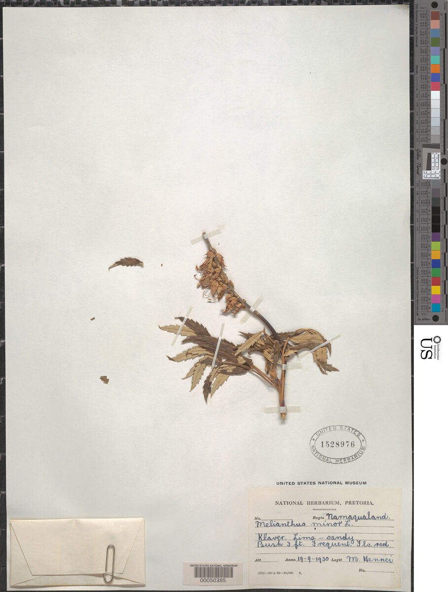 Melianthus minor (Honey Flower) — photo