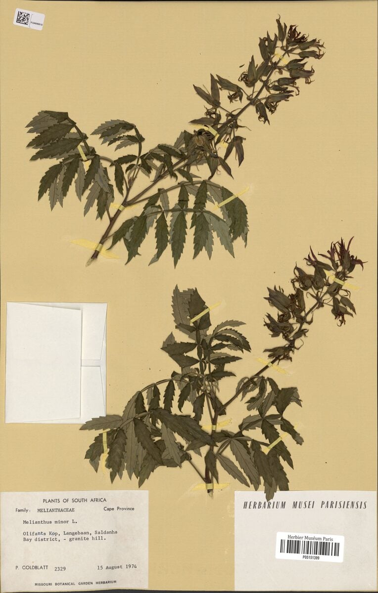 Melianthus minor