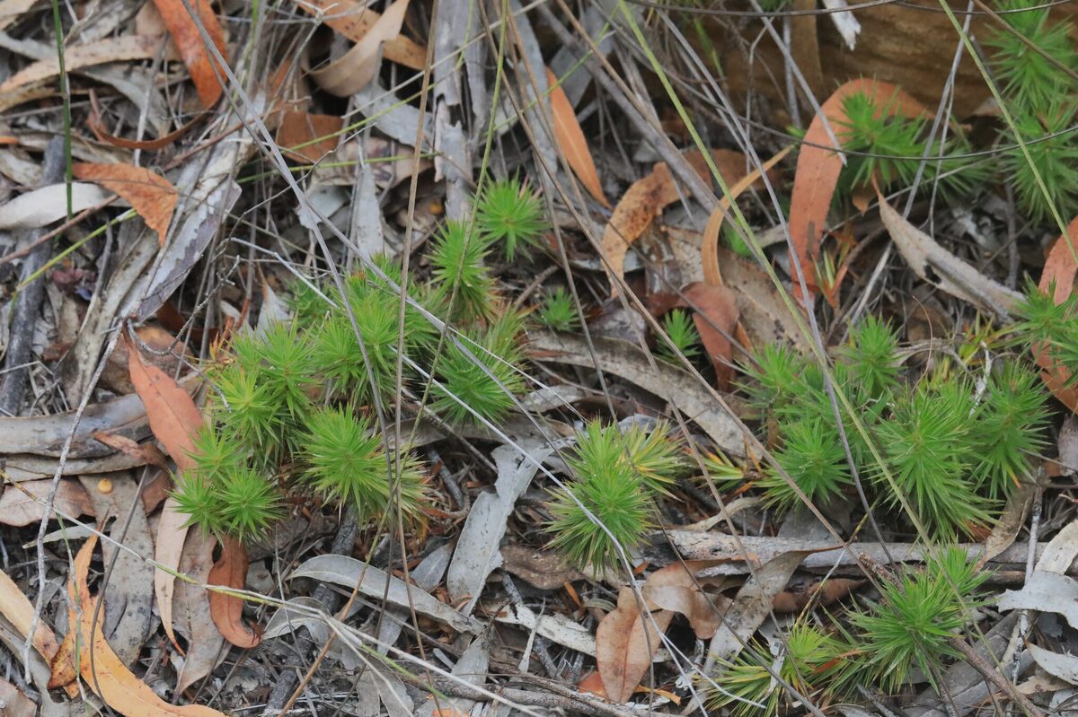Melichrus procumbens - (Cav.)Druce. (Jam Tarts) — photo