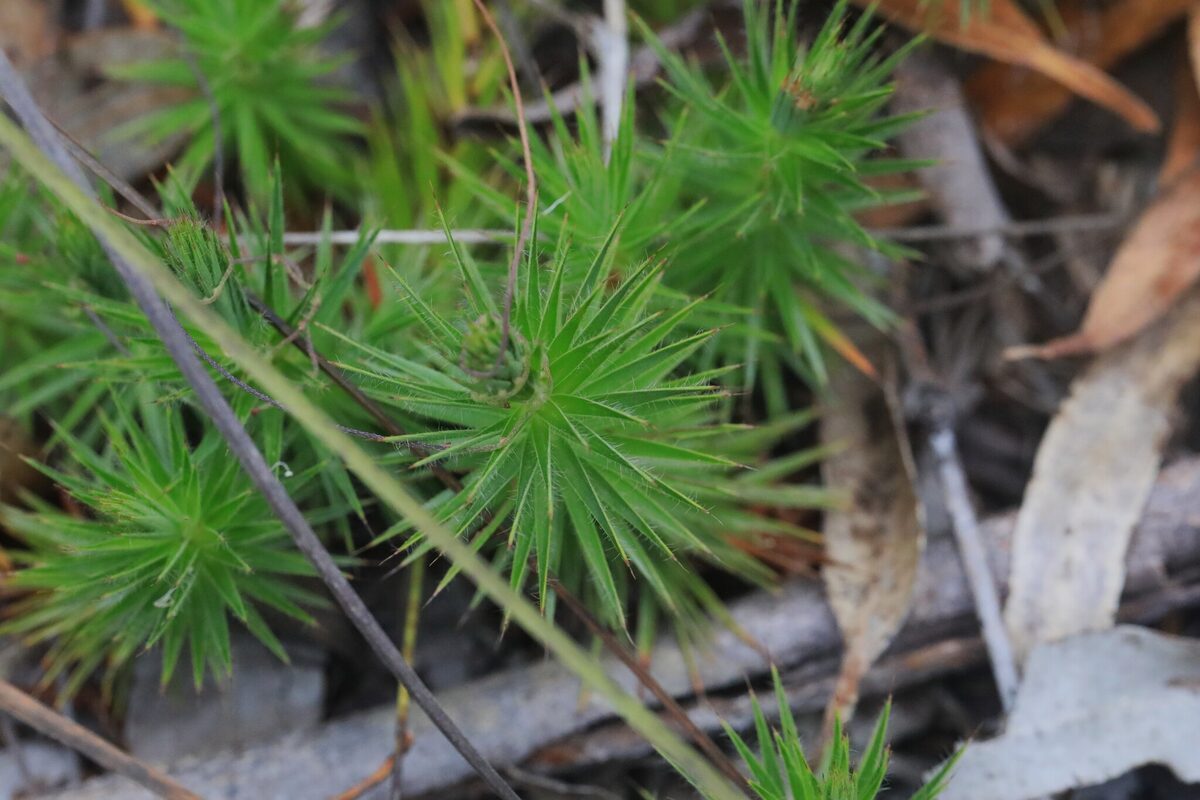 Melichrus procumbens - (Cav.)Druce.