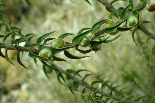 Melichrus urceolatus — photo