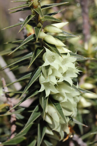 Melichrus urceolatus