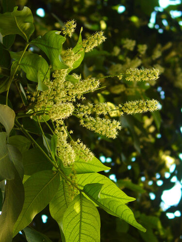 Melicoccus bijugatus (Mamoncillo) — photo