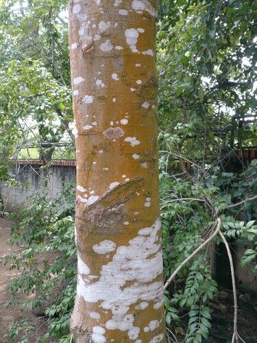 Melicoccus bijugatus (Mamoncillo) — photo